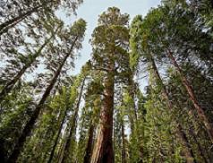 El árbol de Ardilla Roja: BOSQUES